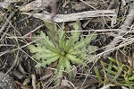 Southeastern sneezeweed