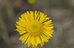 Southeastern sneezeweed