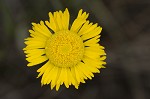 Southeastern sneezeweed