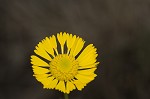 Southeastern sneezeweed