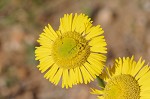 Savannah sneezeweed