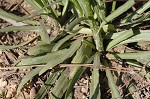 Savannah sneezeweed