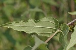 Woodland sunflower