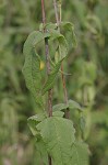 Woodland sunflower