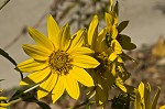 Giant sunflower