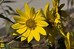 Giant sunflower