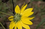 Giant sunflower