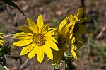 Giant sunflower