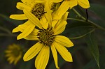 Giant sunflower