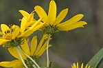 Giant sunflower