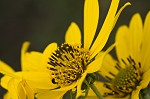 Giant sunflower