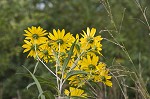 Giant sunflower