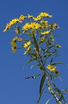 Giant sunflower