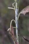 Sawtooth sunflower