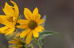 Sawtooth sunflower