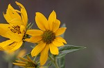 Sawtooth sunflower