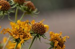 Sawtooth sunflower