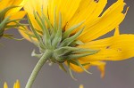 Sawtooth sunflower