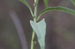 Sawtooth sunflower