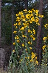 Sawtooth sunflower