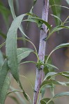 Sawtooth sunflower