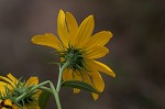 Sawtooth sunflower