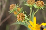 Sawtooth sunflower