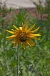 Ashy sunflower