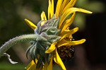 Ashy sunflower