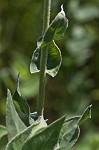 Ashy sunflower