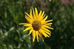 Ashy sunflower