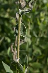 Ashy sunflower