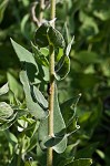 Ashy sunflower