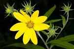 Jerusalem artichoke