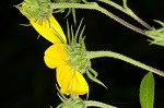 Jerusalem artichoke