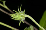 Jerusalem artichoke