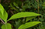 Jerusalem artichoke