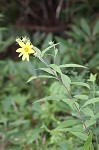 Jerusalem artichoke