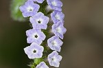 Indian heliotrope