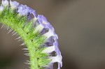 Indian heliotrope