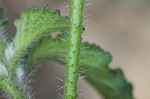 Indian heliotrope