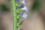 Indian heliotrope