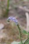 Indian heliotrope