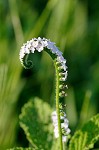 Indian heliotrope