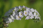 Indian heliotrope