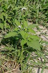 Indian heliotrope