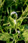 Indian heliotrope