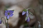 Sharplobe hepatica