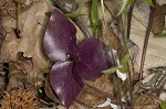 Sharplobe hepatica