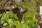 Sharplobe hepatica